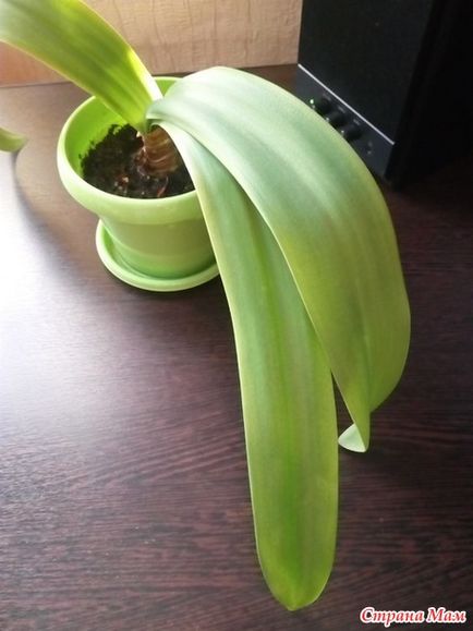 Ce este această plantă numită plantă de casă?