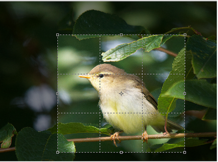 Hogyan vágni a Photoshopban - a leckét a példa