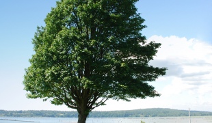 Cum se determină vârsta unui copac