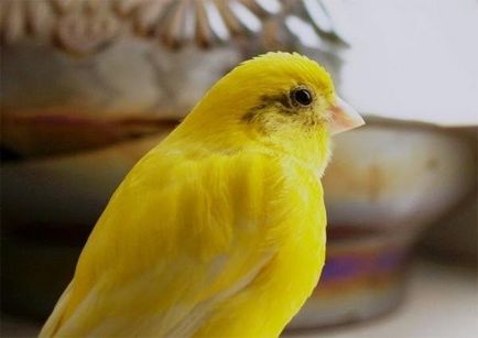 Hogyan lehet megkülönböztetni a Canary kanárik