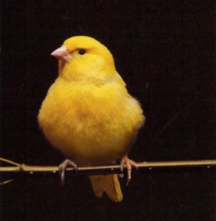 Megkülönböztetve kanári kanári (különbséget) Hogyan lehet megkülönböztetni a Canary kanárik