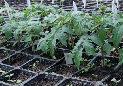 Cum se prepară semințele de tomate pentru răsaduri