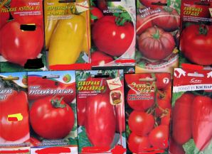 Як підготувати насіння помідорів до посадки на розсаду