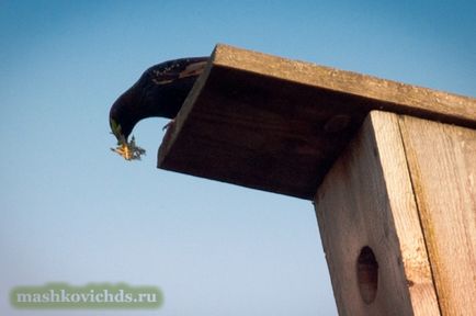 Cum să-ți placă o fată în școală