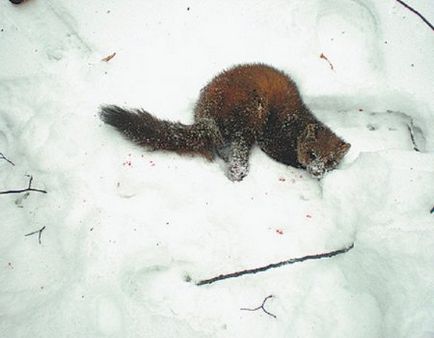 Cum să prindeți un marten pe un șiret