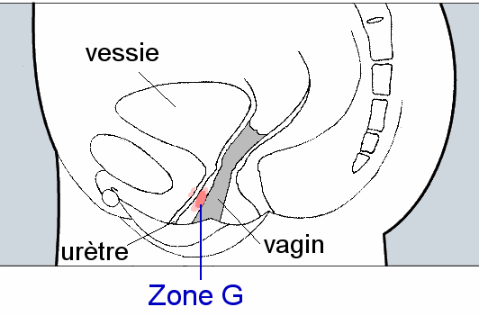 Як правильно масажувати точку g у жінок