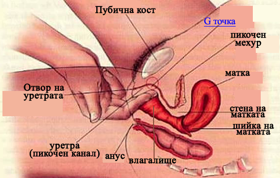 Як правильно масажувати точку g у жінок