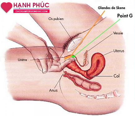 Як правильно масажувати точку g у жінок