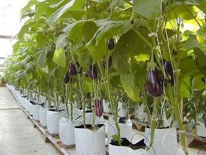 Як правильно вирощувати розсаду баклажанів підготовка насіння і грунту, правила догляду за розсадою