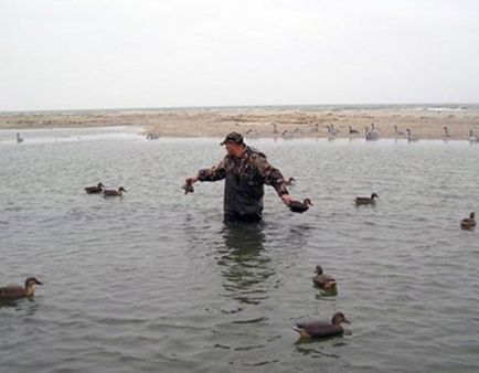 Як розфарбувати качині опудала