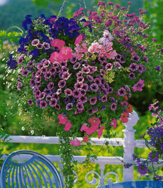 Як розмістити квіти на балконі озеленення балконів і лоджій своїми руками
