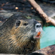 Hogyan készítsünk sejtek nutria saját kezűleg otthon útmutató a rajzok, fotók és videó