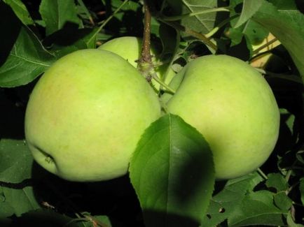Cum să păstreze recolta de mere