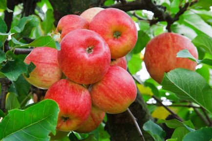 Cum de a păstra recolta de mere, 6 hectare