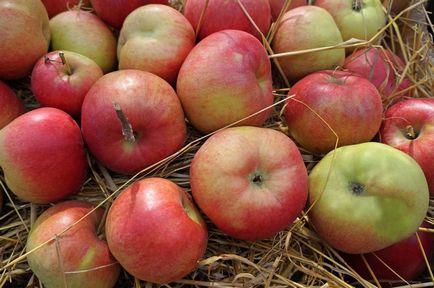 Як зберегти яблука і груші свіжими до нового врожаю, в саду ()