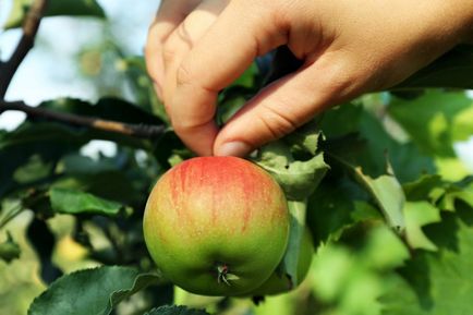 Як зберегти яблука і груші свіжими до нового врожаю, в саду ()