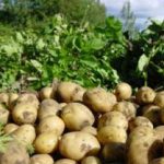 Як врятувати сходи картоплі після заморозка, пп - овочевий будинок