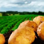 Як врятувати сходи картоплі після заморозка, пп - овочевий будинок