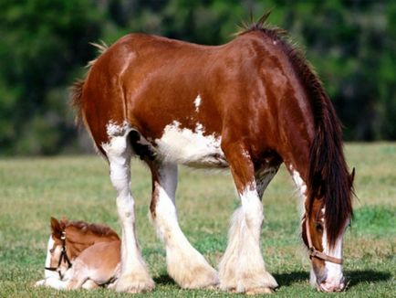 Як стригти коня - догляд і виховання
