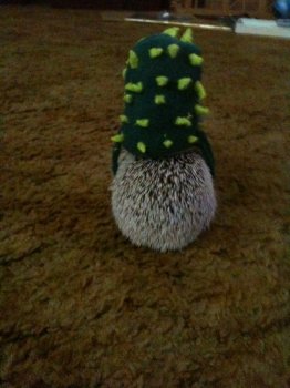 Cactus costum