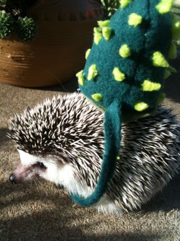 Cactus costum