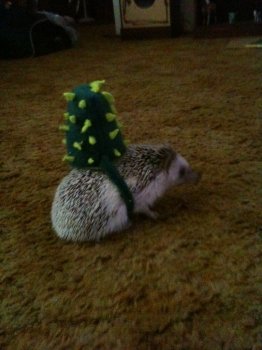 Cactus costum