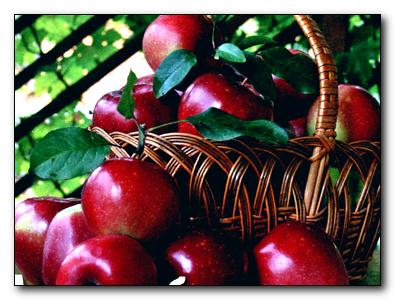 Як вберегти врожай яблук від хвороб - дача своїми руками будуємо, садимо, прикрашаємо, робимо на