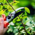 Hogyan megtermékenyíteni a földieper az ősszel