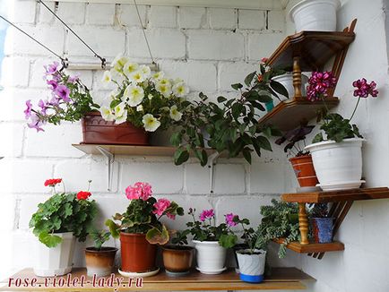 Cum să decorezi un balcon cu flori cu propriile fotografii și recomandări