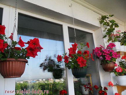 Як прикрасити балкон квітами своїми руками фото і рекомендації
