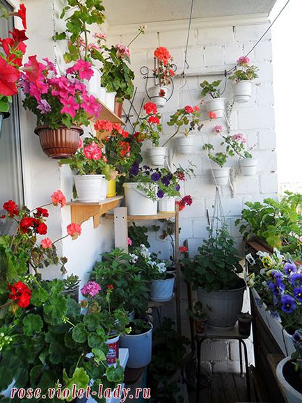 Cum să decorezi un balcon cu flori cu propriile fotografii și recomandări