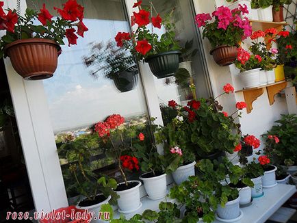 Cum să decorezi un balcon cu flori cu propriile fotografii și recomandări