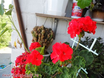 Cum să decorezi un balcon cu flori cu propriile fotografii și recomandări