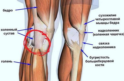 Cum de a consolida articulațiile genunchiului cu exerciții fizice acasă