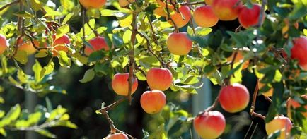 Як укрити молоді саджанці яблуні на зиму