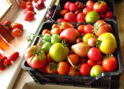 Як прискорити дозрівання зірваних зелених помідорів