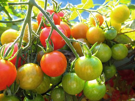 Cum de a accelera maturarea tomatelor