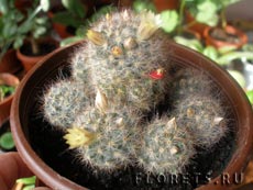 Cum să îngrijești cultivarea și îngrijirea cactuselor și sucurilor