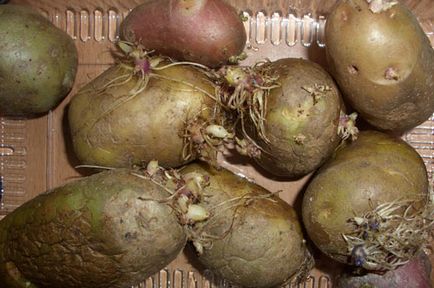 Як виростити в Підмосков'ї сверхранний картопля