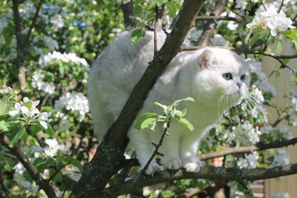 Cum să iei o pisică de casă din oraș, să-ți aduci consiliere la dacha