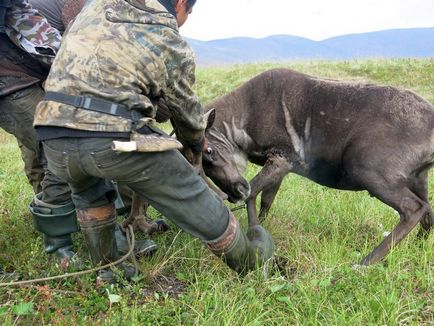 Cum este ciocanul un cerb