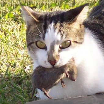Як змусити кота ловити мишей чому кіт не ловить мишей