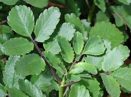 Kalanchoe szárnyas (terápiás) - fotók, ingatlan, receptek használatát