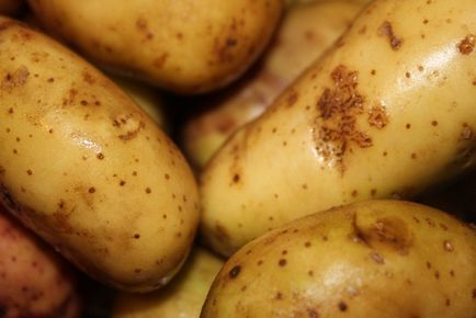 Картопля в шоці · добру пораду · міські новини Горлівка