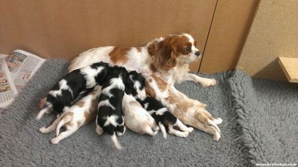 Cavalier King Charles Spaniel cele mai bune fotografii