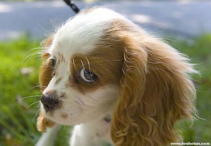 Cavalier King Charles Spaniel cele mai bune fotografii