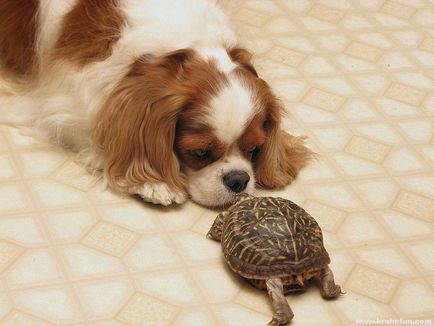 Cavalier King Charles Spaniel cele mai bune fotografii