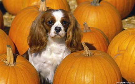 Cavalier King Charles Spaniel cele mai bune fotografii