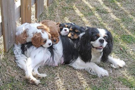 Cavalier King Charles Spaniel cele mai bune fotografii