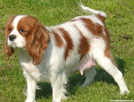 Cavalier King Charles Spaniel cele mai bune fotografii